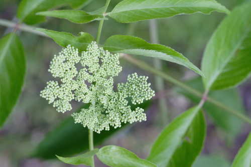 Sambucus nigra #1